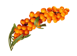 nature & sea buckthorn free transparent png image.