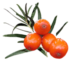 nature & Sea buckthorn free transparent png image.