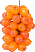 nature & sea buckthorn free transparent png image.