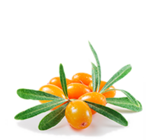 nature & sea buckthorn free transparent png image.