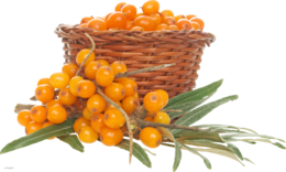 nature & Sea buckthorn free transparent png image.