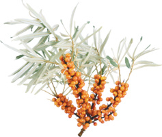 nature & sea buckthorn free transparent png image.