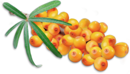 nature & Sea buckthorn free transparent png image.