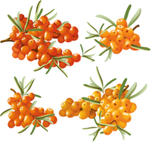 nature & sea buckthorn free transparent png image.