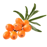 nature & Sea buckthorn free transparent png image.