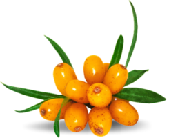 nature & Sea buckthorn free transparent png image.