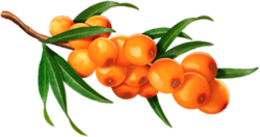 nature & Sea buckthorn free transparent png image.