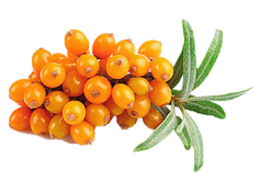 nature & sea buckthorn free transparent png image.