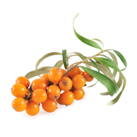 nature & Sea buckthorn free transparent png image.