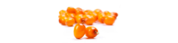 nature & sea buckthorn free transparent png image.