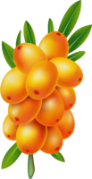 nature & Sea buckthorn free transparent png image.