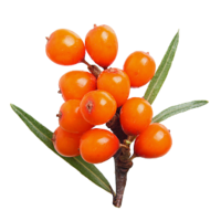 nature & sea buckthorn free transparent png image.