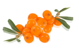 nature & Sea buckthorn free transparent png image.