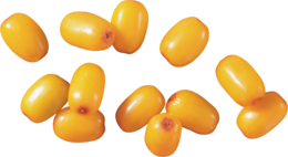 nature & Sea buckthorn free transparent png image.