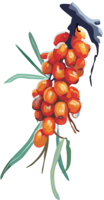 nature & Sea buckthorn free transparent png image.