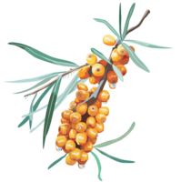 nature & sea buckthorn free transparent png image.