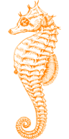 animals & seahorse free transparent png image.