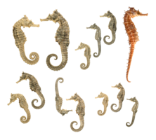 animals & seahorse free transparent png image.