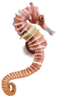 animals & seahorse free transparent png image.