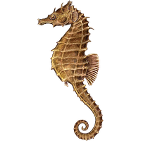 animals & seahorse free transparent png image.