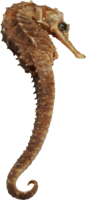 animals & seahorse free transparent png image.