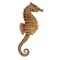 animals & seahorse free transparent png image.