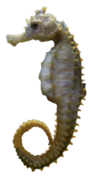 animals & Seahorse free transparent png image.