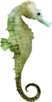 animals & seahorse free transparent png image.