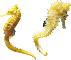 animals & seahorse free transparent png image.