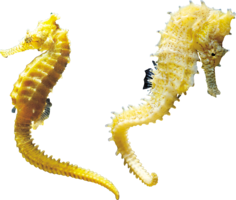 animals & Seahorse free transparent png image.