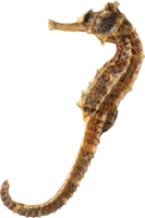 animals & Seahorse free transparent png image.