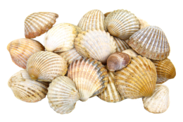 animals & seashell free transparent png image.