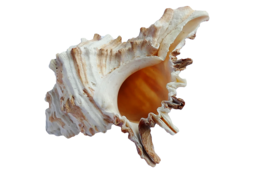 animals & seashell free transparent png image.