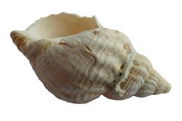 animals & Seashell free transparent png image.