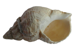 animals & Seashell free transparent png image.