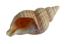 animals & seashell free transparent png image.