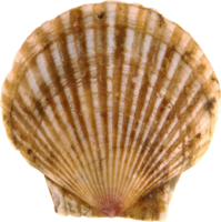 animals & Seashell free transparent png image.