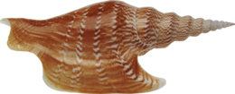 animals & Seashell free transparent png image.