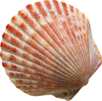 animals & seashell free transparent png image.