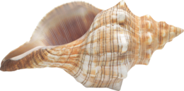 animals & Seashell free transparent png image.