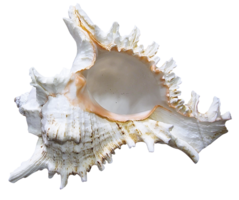 animals & Seashell free transparent png image.