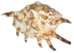 animals & Seashell free transparent png image.