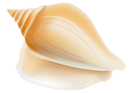 animals & seashell free transparent png image.