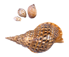 animals & Seashell free transparent png image.