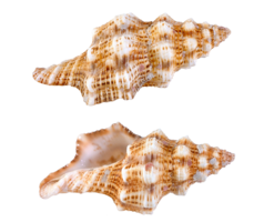 animals & seashell free transparent png image.