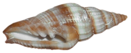 animals & Seashell free transparent png image.