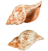 animals & seashell free transparent png image.