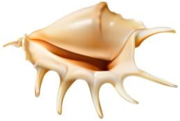 animals & Seashell free transparent png image.