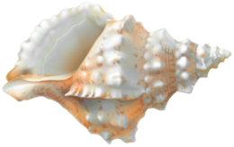 animals & seashell free transparent png image.