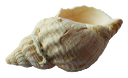 animals & Seashell free transparent png image.